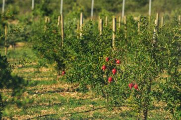 Objavljene druge izmjene osamnaestog Natječaja za provedbu tipa operacije 5.2.1.