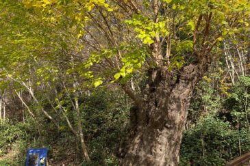 Zelena dama iz Nacionalnog parka „Krka“ natječe se za Europsko stablo godine 2024. Podržimo je svojim glasom i pobijedimo!